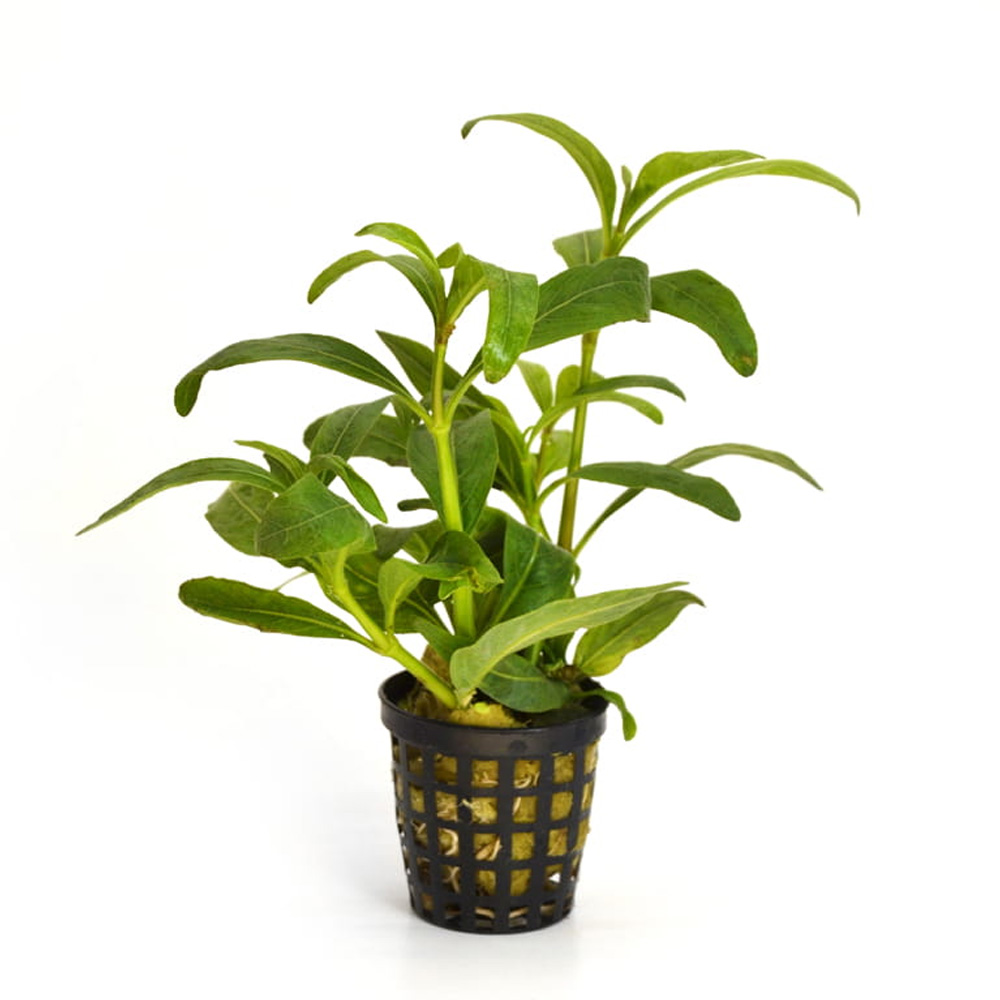 Hygrophila balsamica roślina do akwarium koszyk XXL